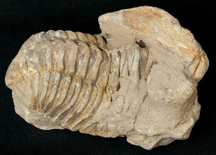 Calymene Trilobite From Morocco - Large Size #17913